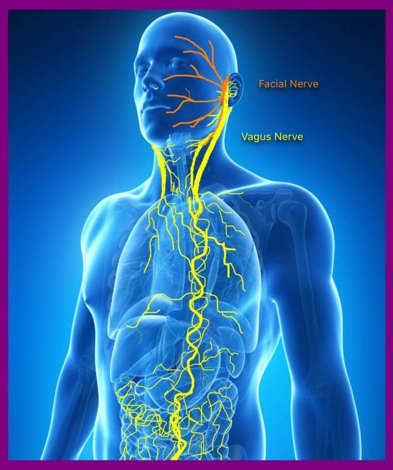 Vagus Nerve - One of the longest in the human body!
